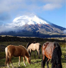 Ecuador-Highlands Riding Tours-Volcano Avenue and Cotopaxi Ride